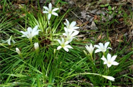 Zephyranthes atamasco - Atamasco Lily