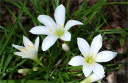 Zephyranthes atamasco - Atamasco Lily