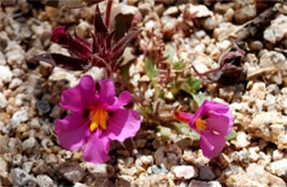 Mimulus bigelovii - Bigelow's Monkeyflower