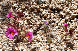 Mimulus bigelovii - Bigelow's Monkeyflower