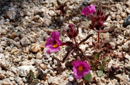 Mimulus bigelovii - Bigelow's Monkeyflower