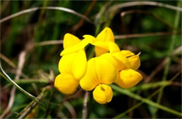 Lotus corniculatus - Birdsfoot Trefoil