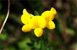 Lotus corniculatus - Birdsfoot Trefoil