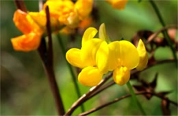 Lotus corniculatus - Birdsfoot Trefoil