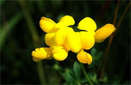 Lotus corniculatus - Birdsfoot Trefoil