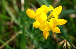 Lotus corniculatus - Birdsfoot Trefoil