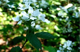 Rubus sp. - Blackberry