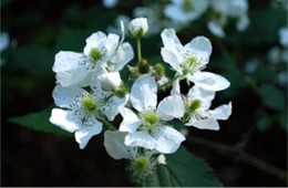 Rubus sp. - Blackberry