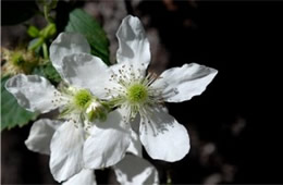 Rubus sp. - Blackberry