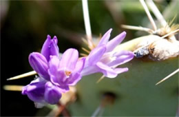 Dichelostemma capitatum - Blue Dicks