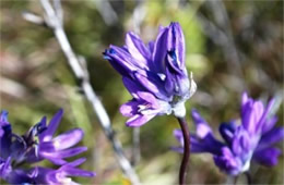 Dichelostemma capitatum - Blue Dicks