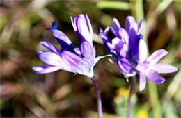 Dichelostemma capitatum - Blue Dicks