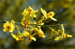 Parkinsonia florida - Blue Palo Verde Flowers