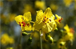 Parkinsonia florida - Blue Palo Verde Flowers