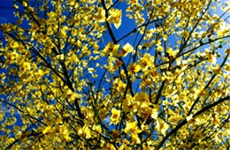 Parkinsonia florida - Blue Palo Verde Flowers