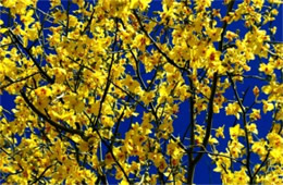 Parkinsonia florida - Blue Palo Verde Flowers