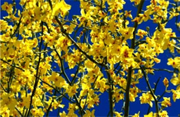 Parkinsonia florida - Blue Palo Verde Flowers