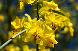 Parkinsonia florida - Blue Palo Verde Flowers