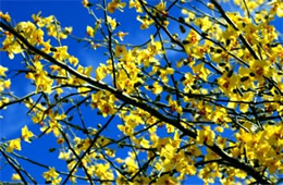 Parkinsonia florida - Blue Palo Verde Flowers