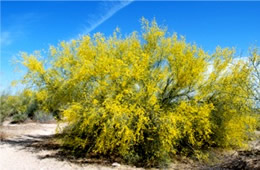 Parkinsonia florida - Blue Palo Verde Flowers