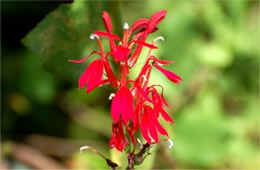 Lobelia cardinalis - Cardinal Flower