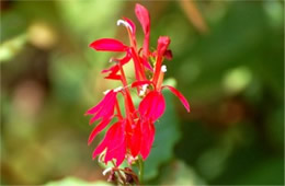 Lobelia cardinalis - Cardinal Flower