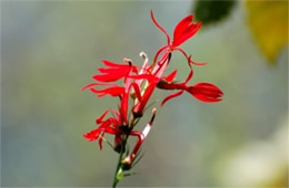 Lobelia cardinalis - Cardinal Flower