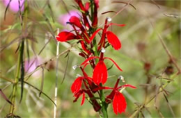 Lobelia cardinalis - Cardinal Flower