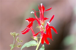 Lobelia cardinalis - Cardinal Flower