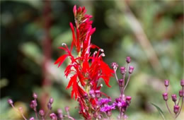 Lobelia cardinalis - Cardinal Flower