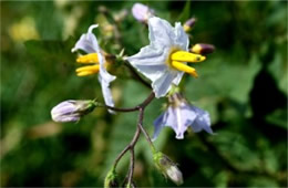 Solanum carolinense - Carolina Horsenettle