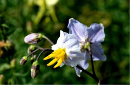 Solanum carolinense - Carolina Horsenettle