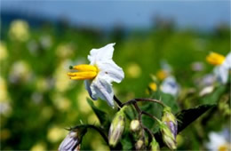 Solanum carolinense - Carolina Horsenettle