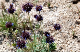 Salvia columbariae - Chia