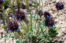 Salvia columbariae - Chia