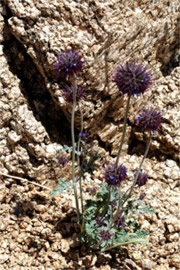 Salvia columbariae - Chia