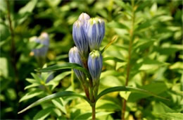 Gentiana clausa - Close Gentain