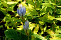 Gentiana clausa - Close Gentain