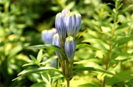 Gentiana clausa - Close Gentain