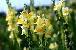 Linaria vulgaris - Common Toadflax