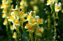 Linaria vulgaris - Common Toadflax