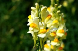 Linaria vulgaris - Common Toadflax