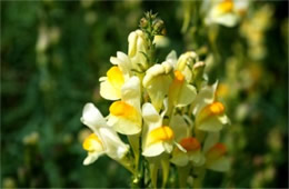 Linaria vulgaris - Common Toadflax