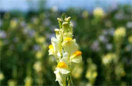 Linaria vulgaris - Common Toadflax