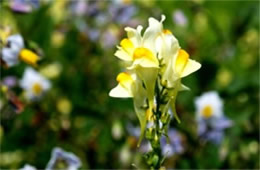 Linaria vulgaris - Common Toadflax