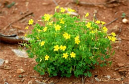 Oxalis stricta - Common Yellow Woodsorrel