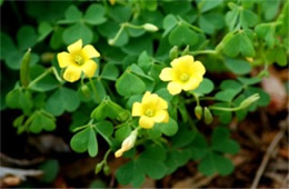 Oxalis stricta - Common Yellow Woodsorrel