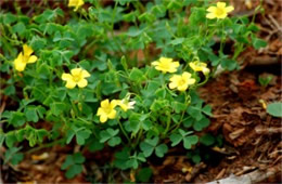 Oxalis stricta - Common Yellow Woodsorrel