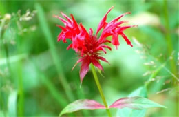 Monarda didyma - Crimson Bee Balm