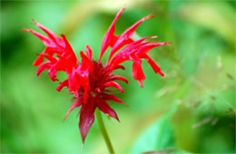 Monarda didyma - Crimson Bee Balm